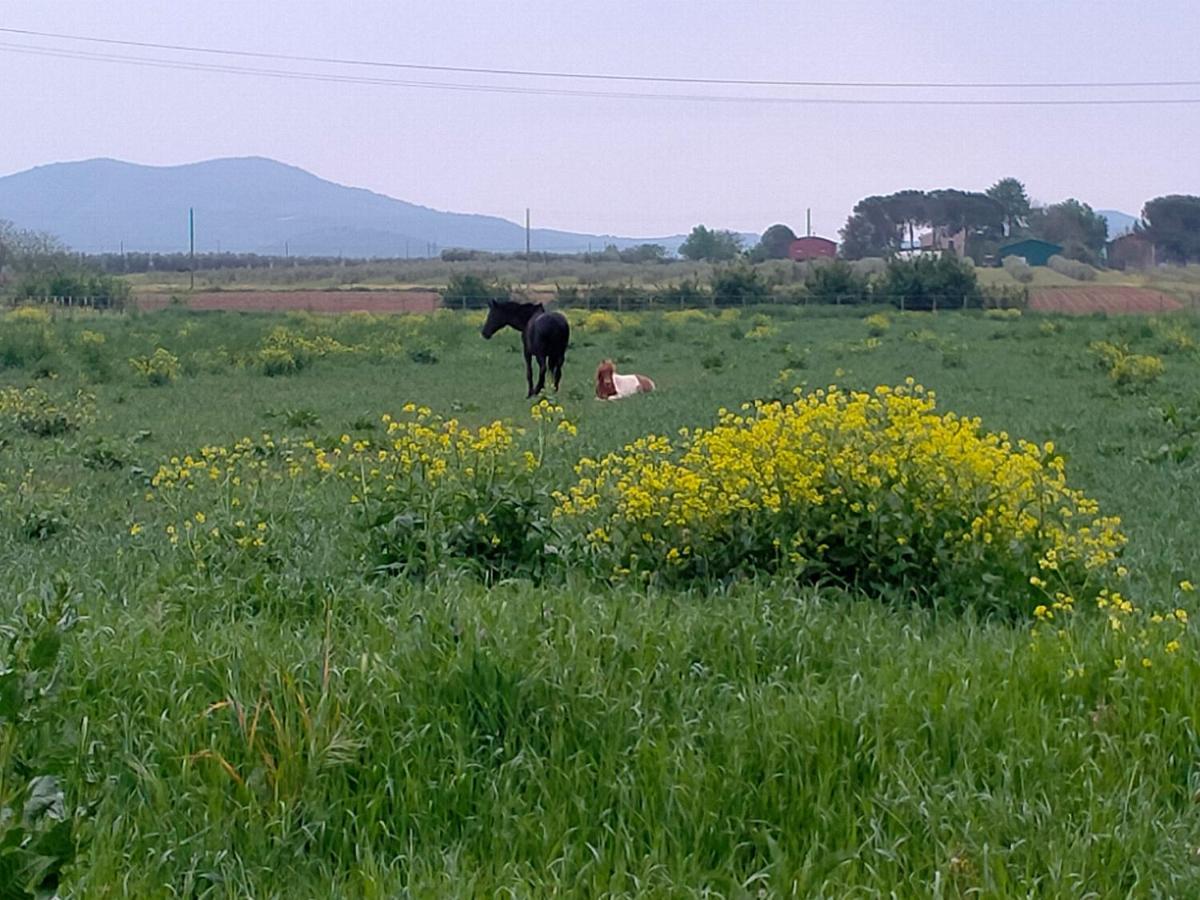 Agriturismo Lungo Albegna Manciano Esterno foto