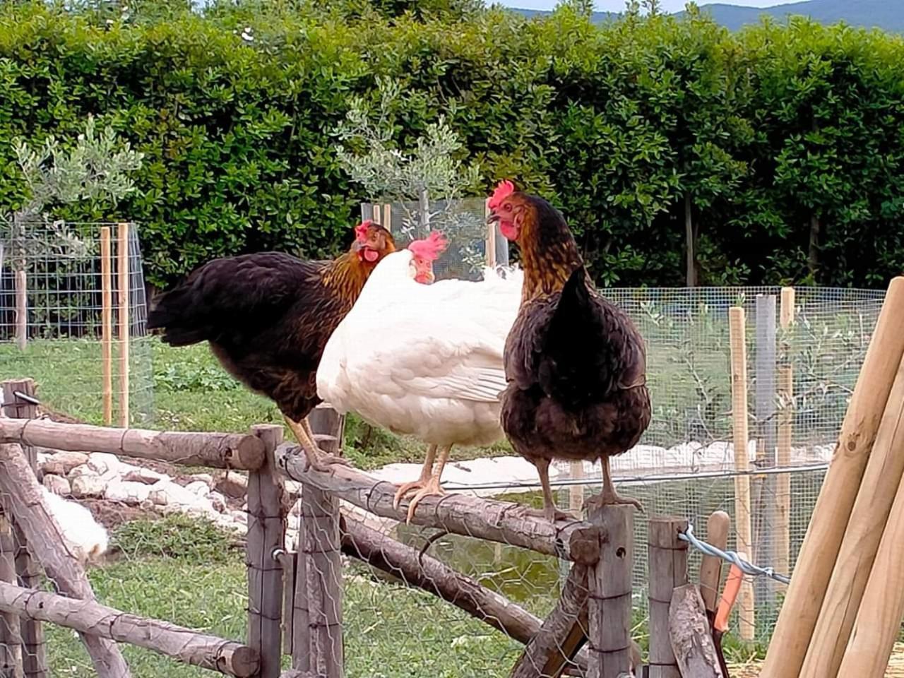 Agriturismo Lungo Albegna Manciano Esterno foto
